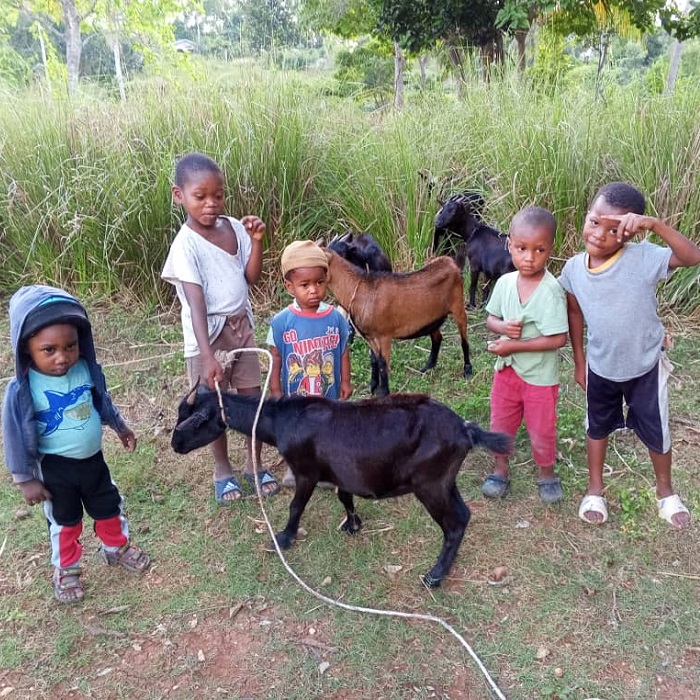 Cría de cabras para la educación
